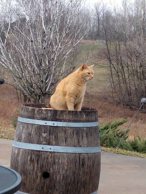 Vineyard mascot Red, an orange tabby cat sitting on top of barrel.
